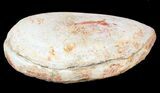 Triassic Fossil Fish (Pteronisculus?) In Nodule - Madagascar #53658-3
